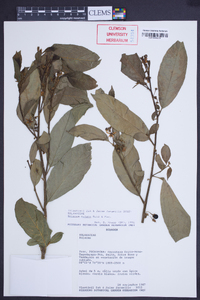 Solanum nutans image