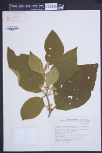 Solanum ochraceo-ferrugineum image