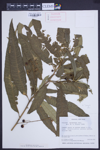 Solanum racemosum image