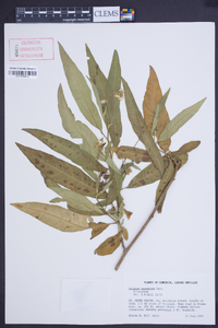 Solanum racemosum image