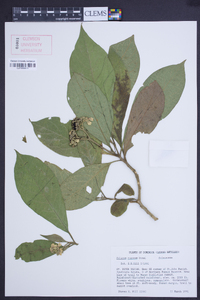 Solanum rugosum image
