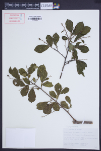 Symplocos paniculata image