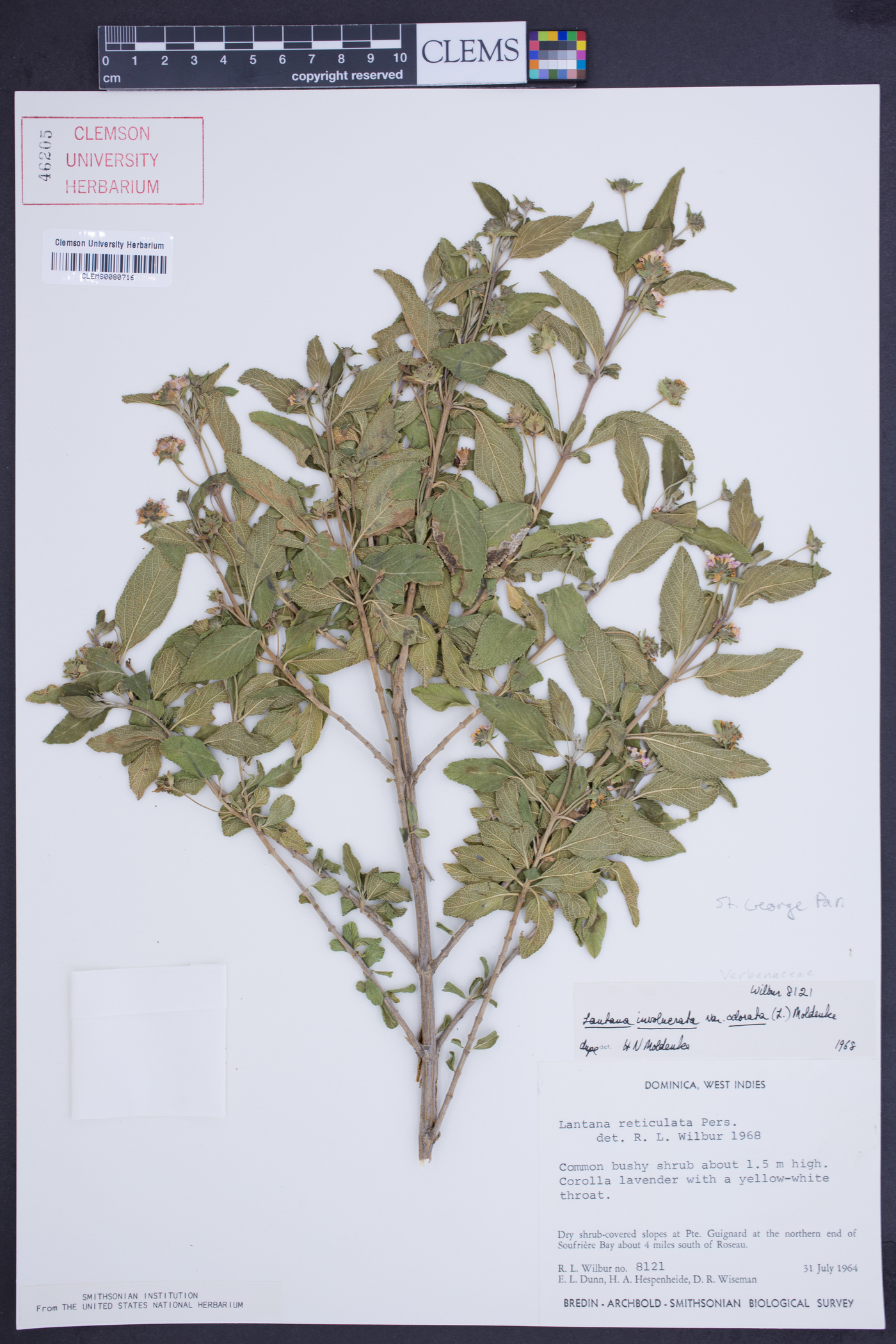 Lantana involucrata var. odorata image