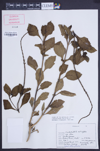 Stachytarpheta urticifolia image