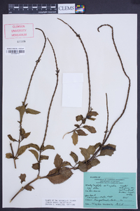 Stachytarpheta urticifolia image