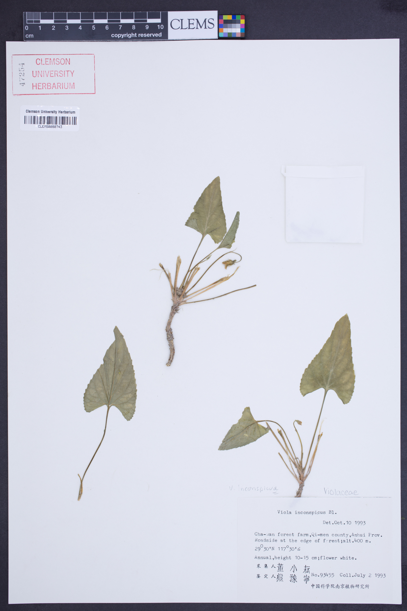 Viola inconspicua image