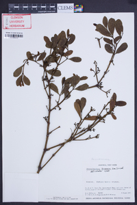 Phoradendron trinervium image