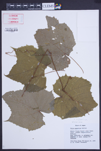 Vitis coignetiae image