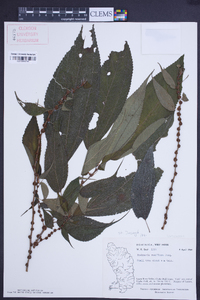 Boehmeria ramiflora image