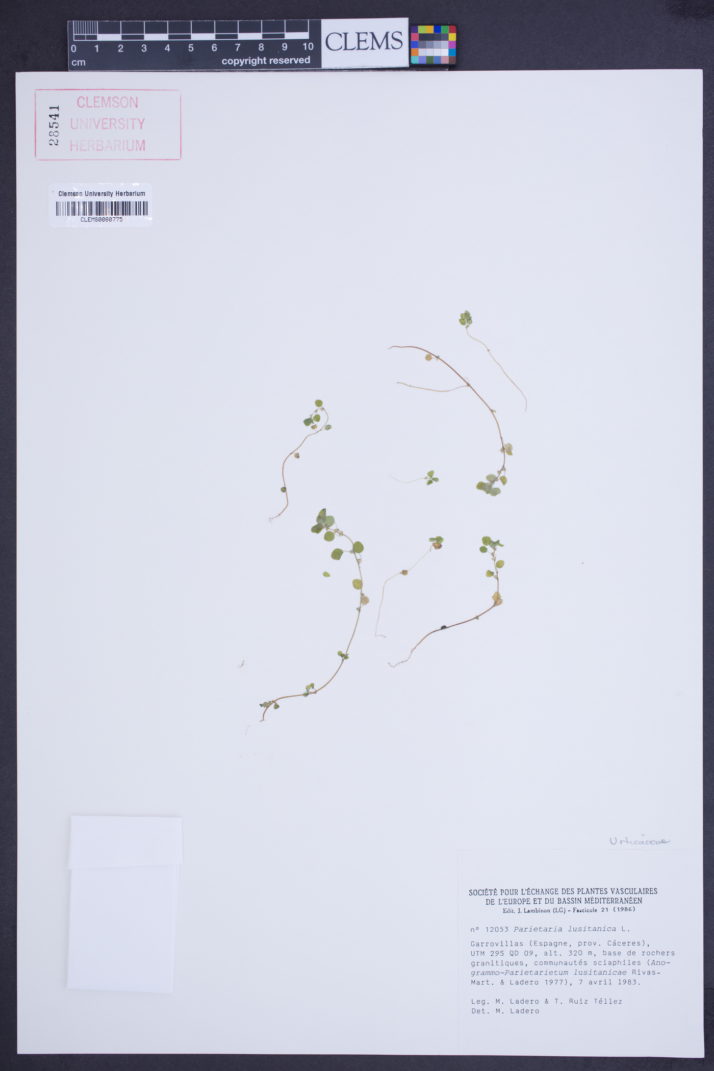Parietaria lusitanica image