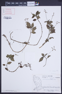 Pilea inaequalis image