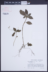 Pilea inaequalis image