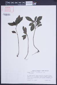 Pilea inaequalis image