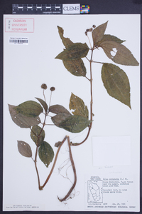 Pilea parietaria image