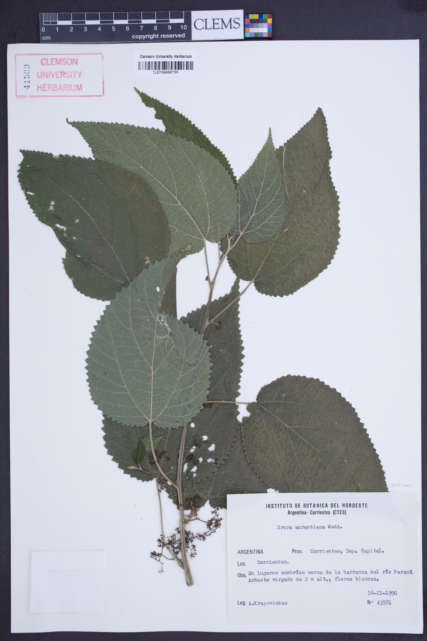 Urera aurantiaca image
