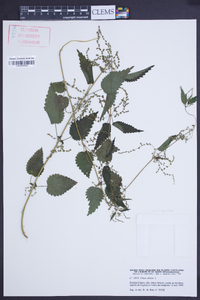 Urtica dioica image