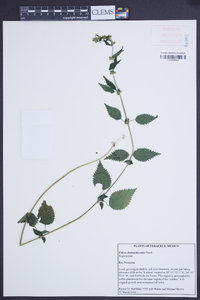 Urtica chamaedryoides image