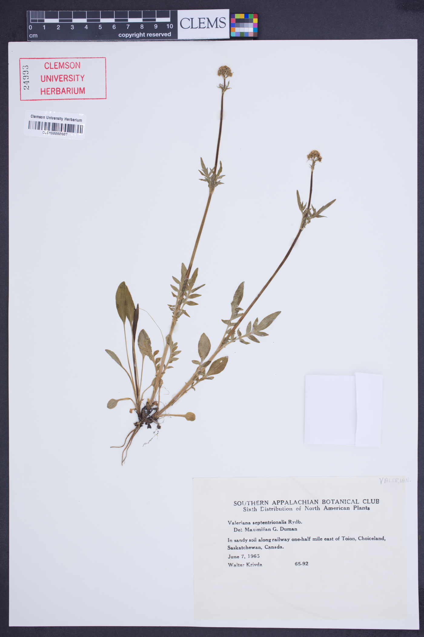 Valeriana septentrionalis image