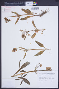 Valeriana tuberosa image