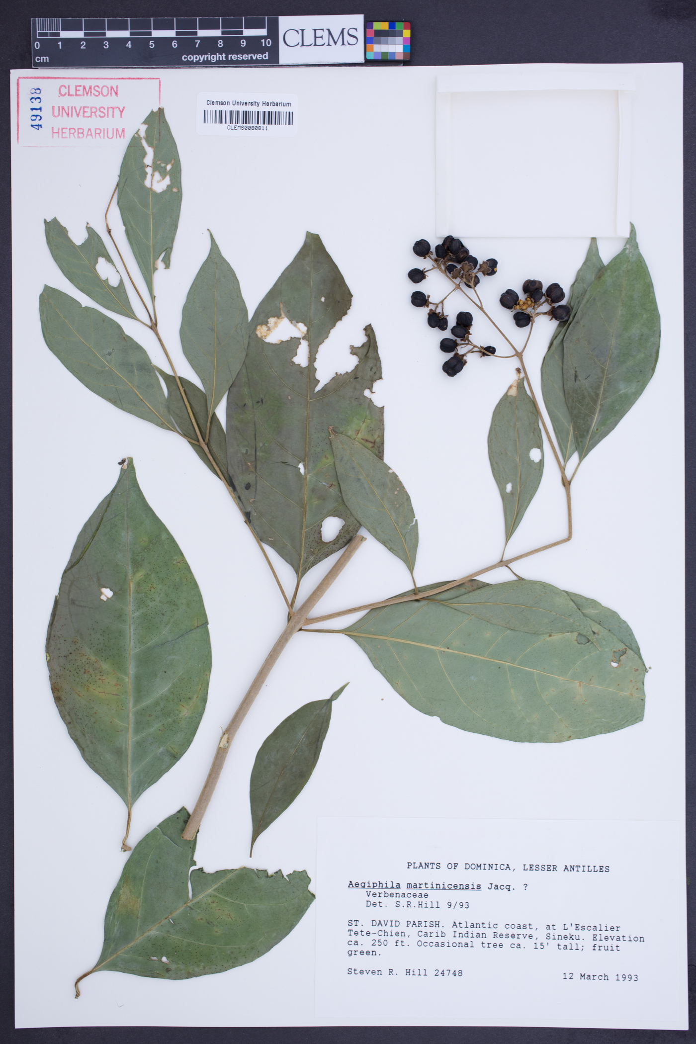 Aegiphila martinicensis image