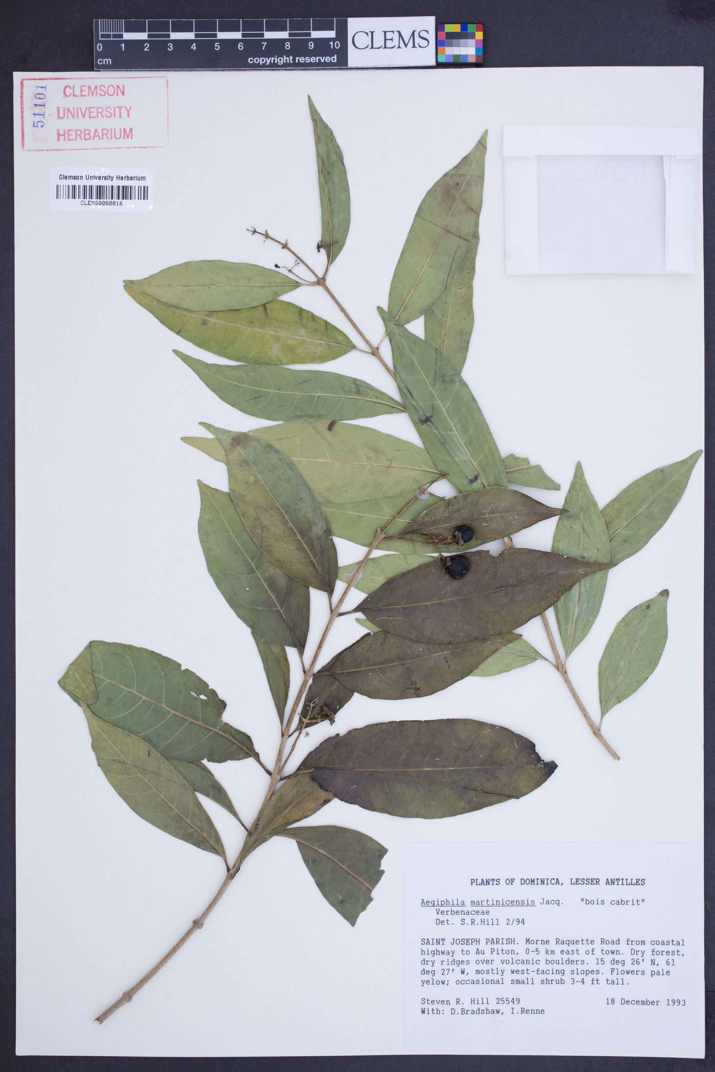 Aegiphila martinicensis image