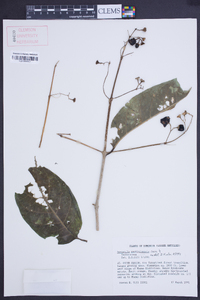Aegiphila martinicensis image