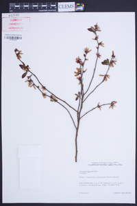 Vaccinium fuscatum image