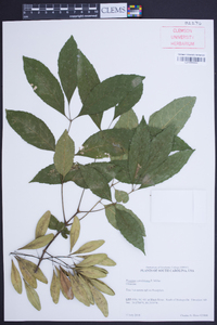 Fraxinus caroliniana image