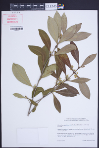 Osmanthus americana image