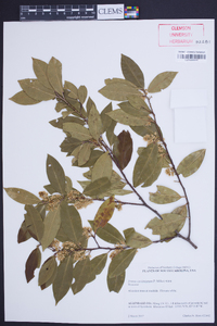 Prunus caroliniana image