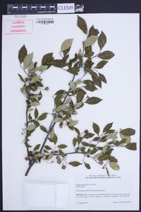 Styrax americanus image