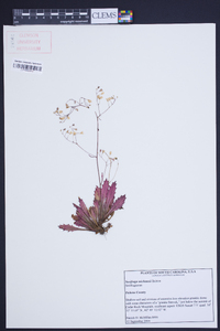 Saxifraga michauxii image