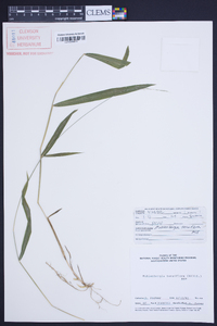 Muhlenbergia tenuiflora image