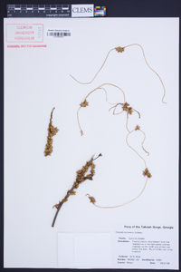 Cuscuta compacta image