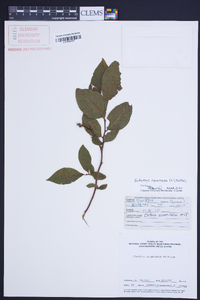 Leucothoe racemosa image