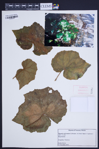 Begonia sericoneura image