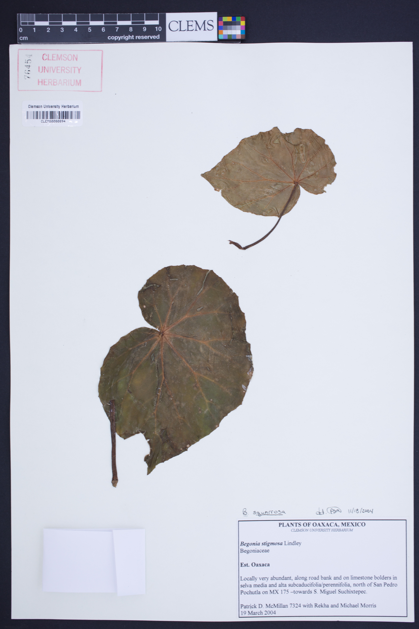 Begonia squarrosa image