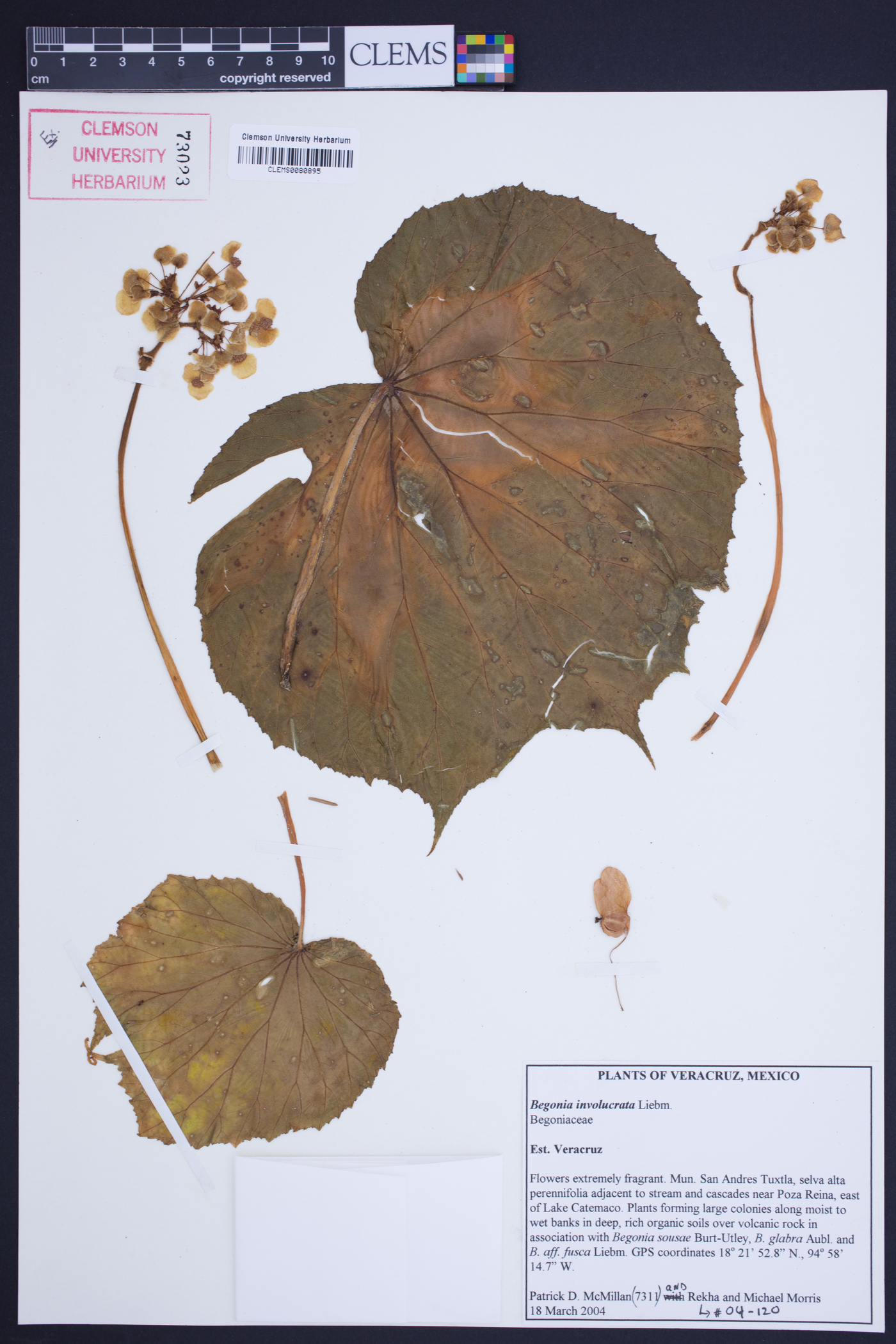 Begonia involucrata image