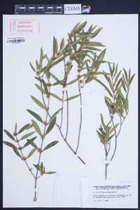 Phillyrea angustifolia image