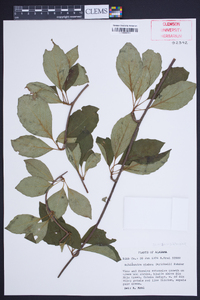 Schisandra glabra image