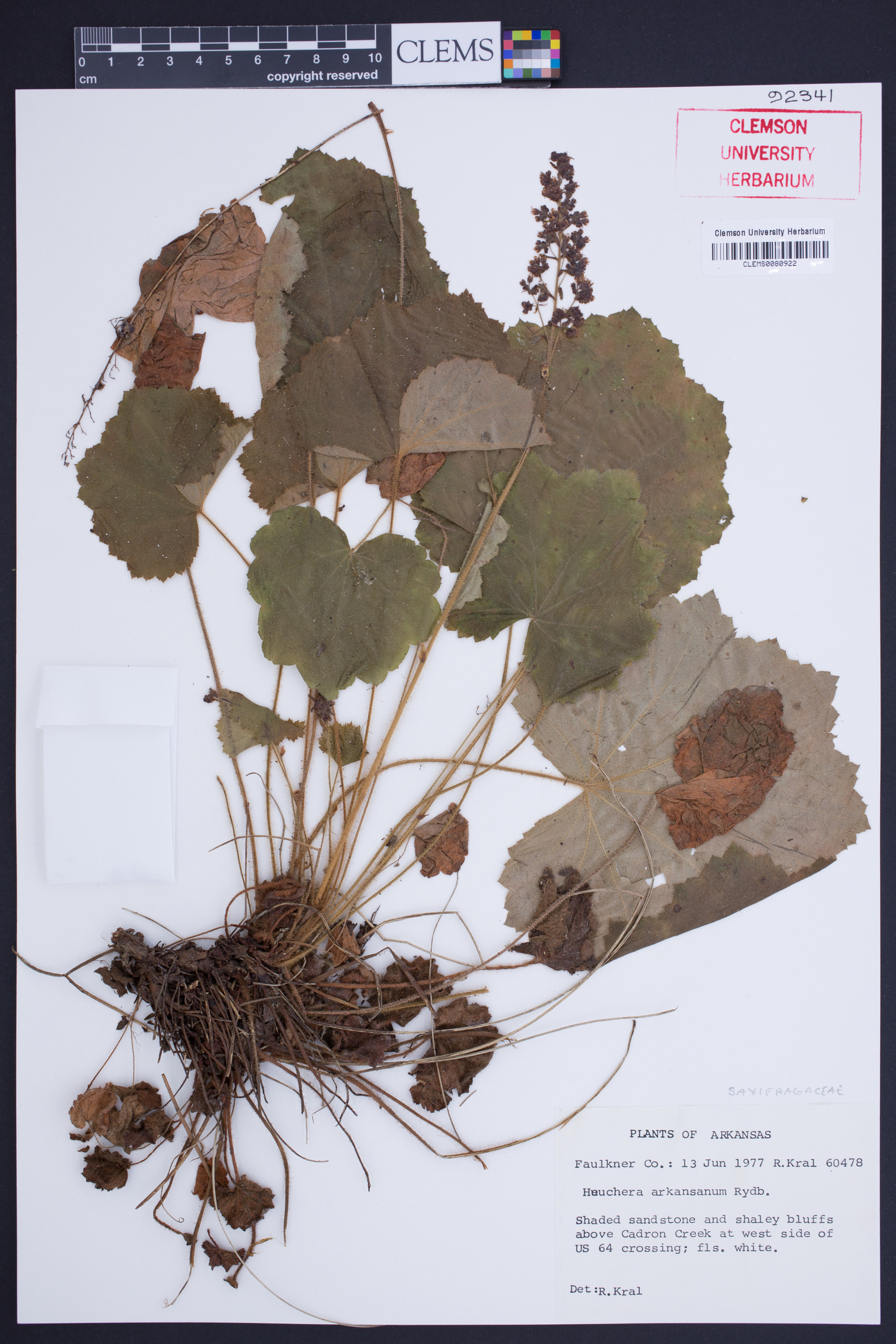 Heuchera arkansana image