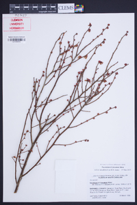 Vaccinium fuscatum image