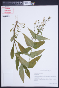 Penstemon laevigatus image