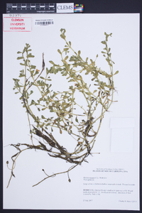 Bacopa monnieri image