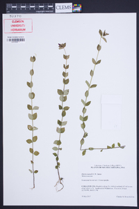 Rhexia nuttallii image