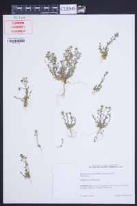 Draba brachycarpa image