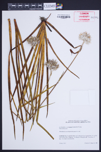 Lachnanthes caroliniana image