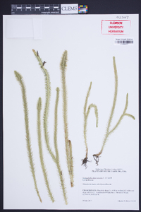 Lycopodiella alopecuroides image