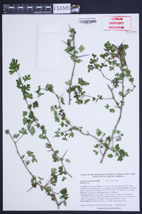 Crataegus marshallii image