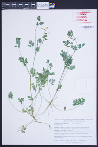 Corydalis flavula image